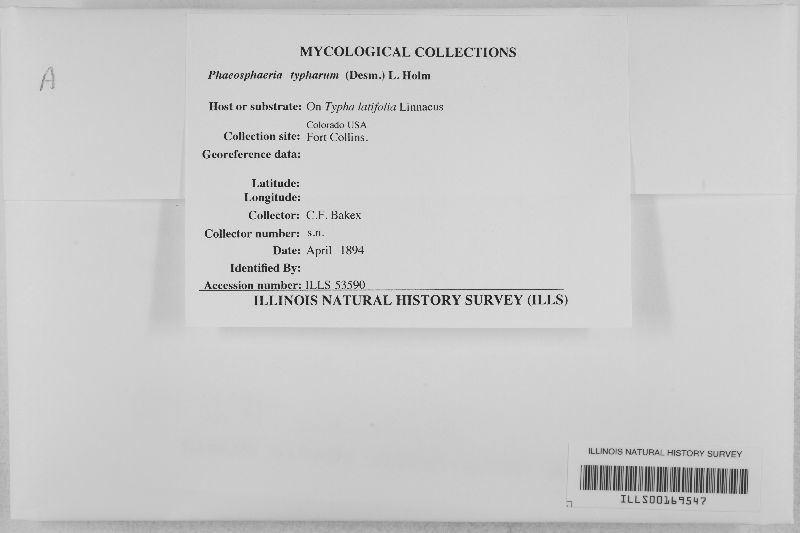 Phaeosphaeria typharum image