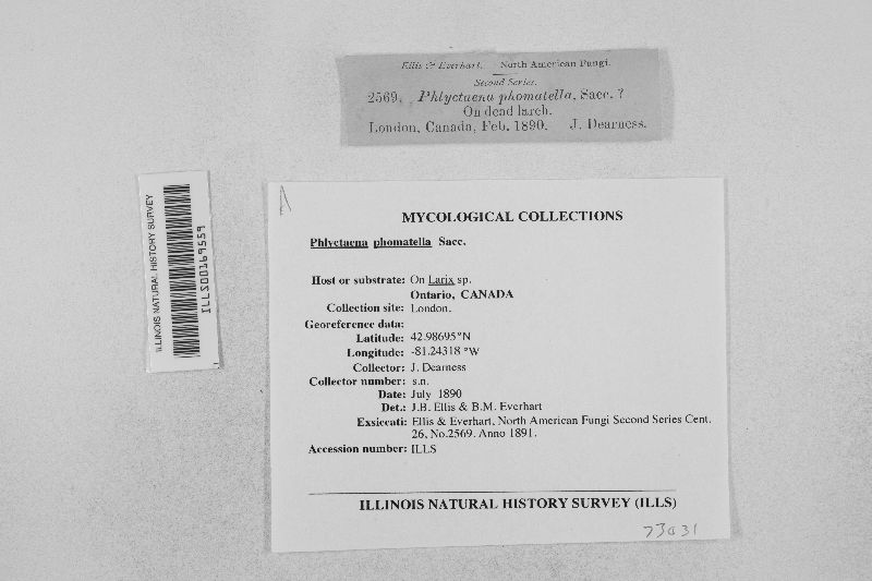 Phlyctema phomatella image