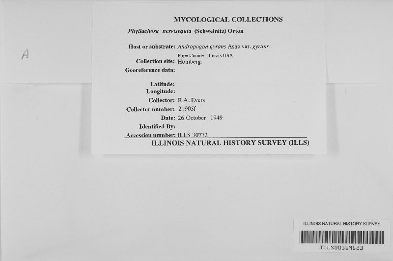 Rhagadolobium nervisequium image