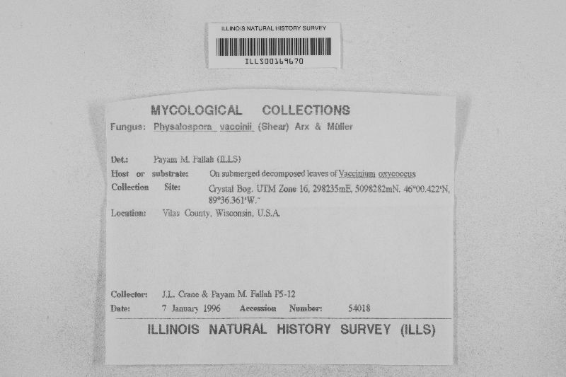 Physalospora vaccinii image