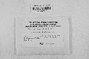 Pithya cupressina image