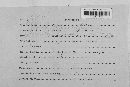 Podosphaera clandestina image