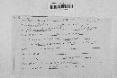 Podosphaera clandestina image