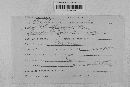 Podosphaera clandestina image