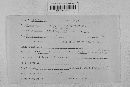 Podosphaera clandestina image