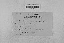 Podosphaera clandestina image
