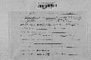 Podosphaera clandestina image