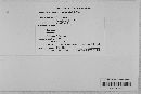 Podosphaera clandestina image