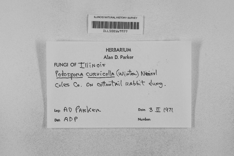 Podospora curvicolla image