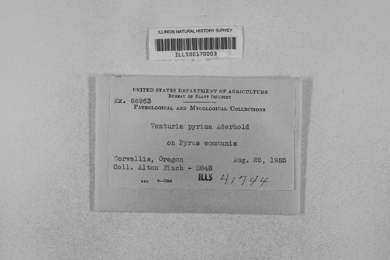 Protoventuria quercina image