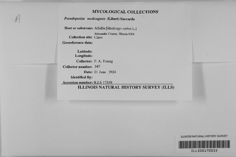 Pseudopeziza medicaginis image