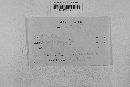 Pseudopeziza medicaginis image