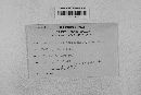 Pseudopeziza medicaginis image