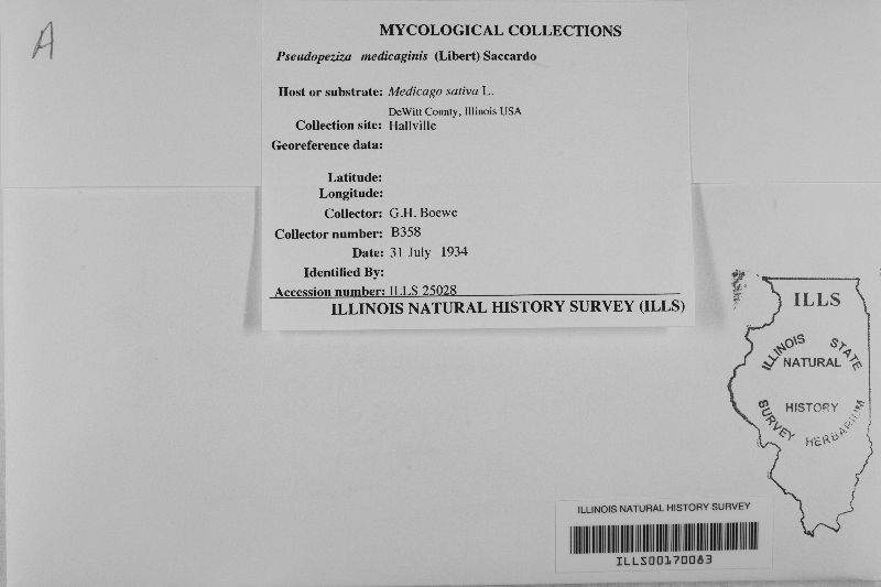 Pseudopeziza medicaginis image