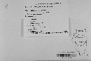 Pseudopeziza medicaginis image