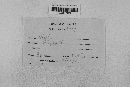 Pseudopeziza medicaginis image