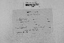 Pseudopeziza medicaginis image
