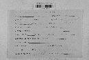Pseudopeziza medicaginis image