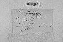 Pseudopeziza medicaginis image