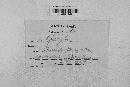 Pseudopeziza medicaginis image