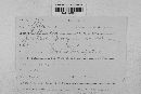 Pseudopeziza medicaginis image