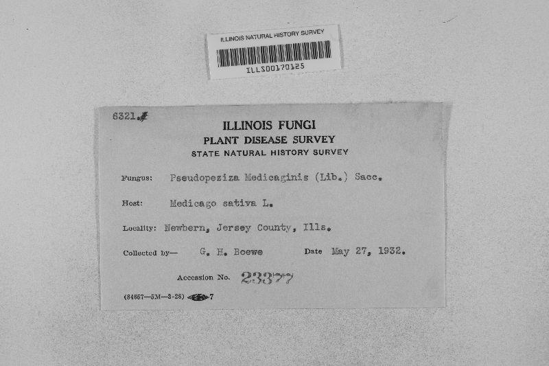 Pseudopeziza medicaginis image