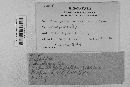 Pseudopeziza medicaginis image