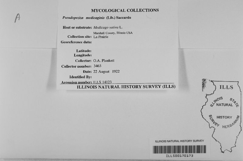 Pseudopeziza medicaginis image
