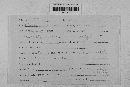 Pseudopeziza medicaginis image
