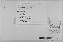 Pseudopeziza medicaginis image