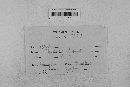 Pseudopeziza medicaginis image