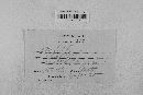 Pseudopeziza medicaginis image
