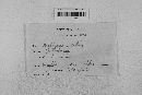Pseudopeziza medicaginis image