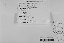 Pseudopeziza medicaginis image
