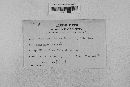 Pseudopeziza medicaginis image