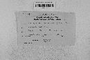 Pseudopeziza medicaginis image