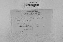 Pseudopeziza medicaginis image