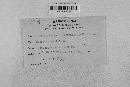 Pseudopeziza medicaginis image