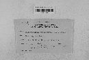 Pseudopeziza medicaginis image