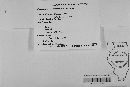 Pseudopeziza medicaginis image