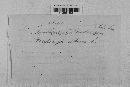 Pseudopeziza medicaginis image