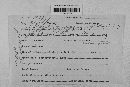 Pseudopeziza medicaginis image