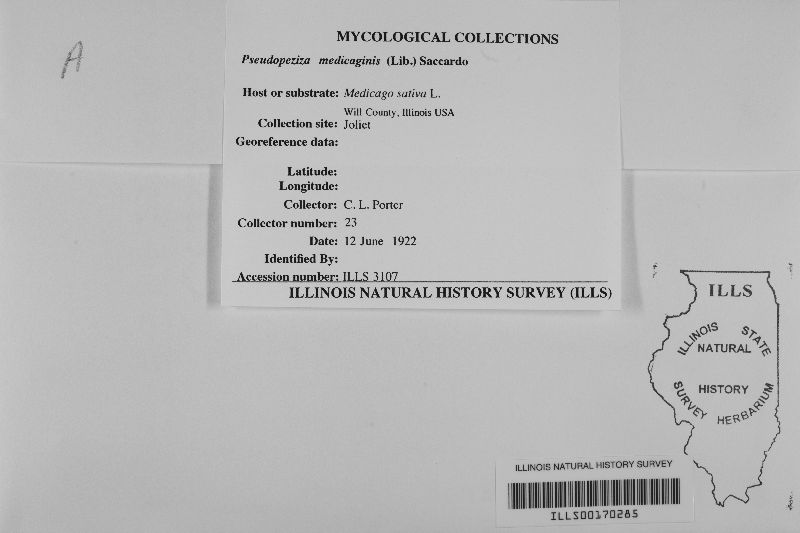 Pseudopeziza medicaginis image