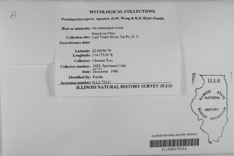 Pseudoproboscispora image