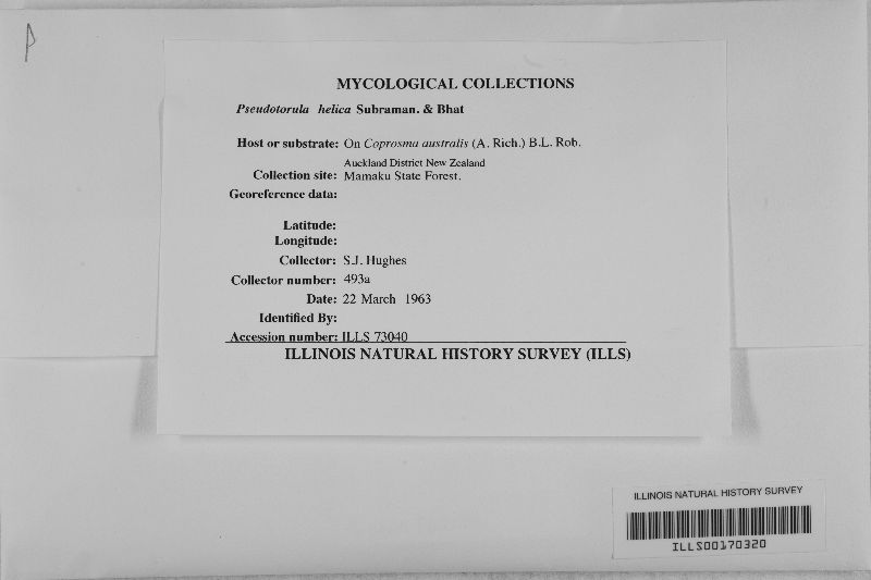 Pseudotorula helica image