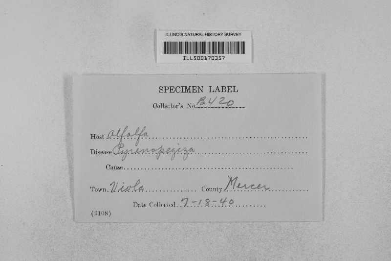 Leptotrochila medicaginis image