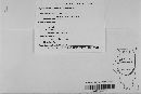 Pyrenophora avenae image