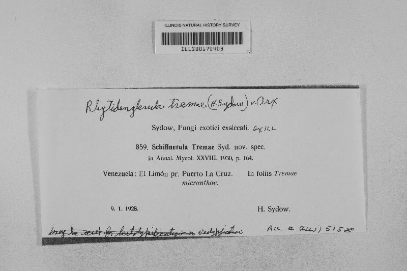 Schiffnerula trematis image