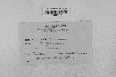 Rhytisma acerinum image
