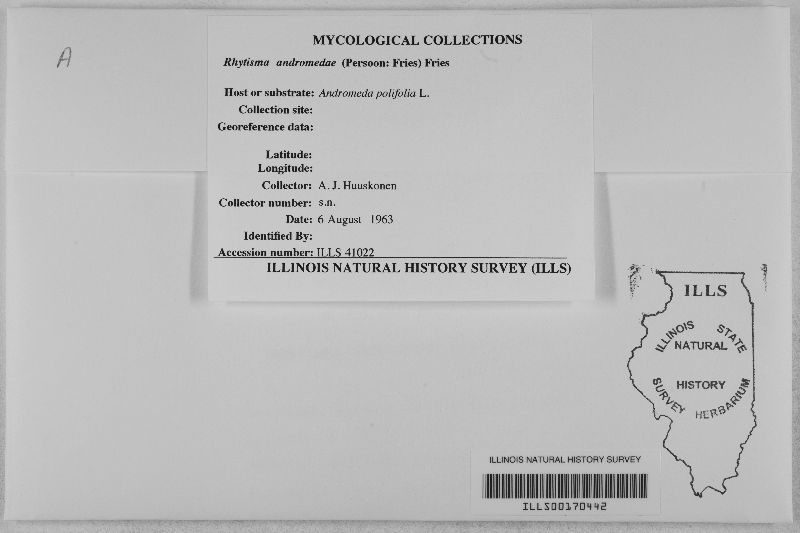 Rhytisma andromedae image